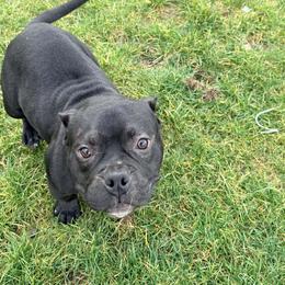 Luna - Black female American Bully puppy in Puyallup, Washington from Gamer Bullyz