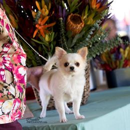 Chihuahua Puppies from Kactus Kathy's Chihuahuas
