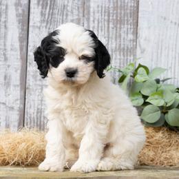 Alfred - Black and white male Cockapoo puppy in Seattle, Washington from Sweet Home Doodles