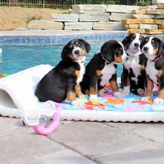 Greater Swiss Mountain Dog Puppies from Cherished Greater Swiss Mountain Dogs