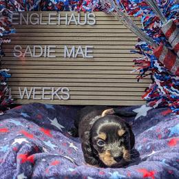 Sadie Mae (Liberty) - Black and tan female Dachshund puppy in Indianapolis, Indiana from Englehaus Dachshunds