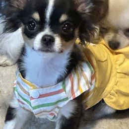 Chihuahua Puppies from Tenderheart Chihuahuas
