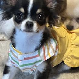 Chihuahua Puppies from Tenderheart Chihuahuas