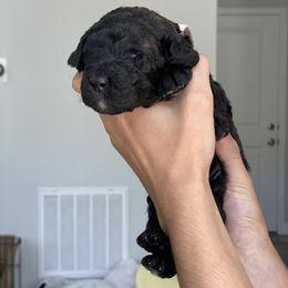 Poodle Puppies from Nay Design Poodles