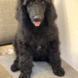 Poodle Puppies from Honeycutt Akc Standard Poodles