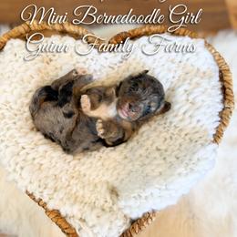 Toodle Loo Kangaroo - Merle female Bernedoodle puppy in Grove, Oklahoma from Guinn Family Farms
