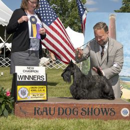 Scottish Terrier All Grown Up from Kingsdale Scottish Terriers