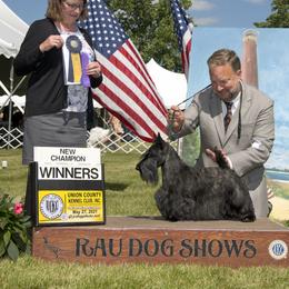 Scottish Terrier All Grown Up from Kingsdale Scottish Terriers