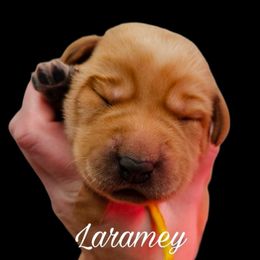 Laramey - Yellow female Labrador Retriever puppy in Sidney, Nebraska from Nebraska Strong Labradors