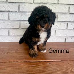 Gemma - Phantom female Goldendoodle puppy in Wiggins, Mississippi from Fancy Pants Doodles