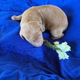 Goldie - Caramel red female Labradoodle puppy in Montrose, Colorado from Ithilien Labradoodles