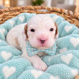 Frost - White male Cavapoo puppy in Fordland, Missouri from K&K's Puppy Kingdom