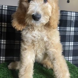 Goldendoodle and Poodle Puppies from Doodles by Design