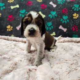 Gingerbread (now Arlo) - Liver white and roan male English Springer Spaniel puppy in Westover, Maryland from Sterling's springer Haven