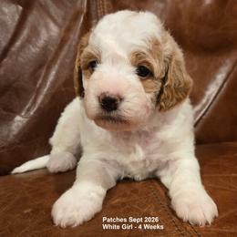 Girl 3 - female Goldendoodle puppy in Coppell, Texas from Bethel Stream Goldendoodles