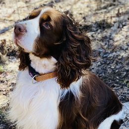 Charlie - English Springer Spaniel