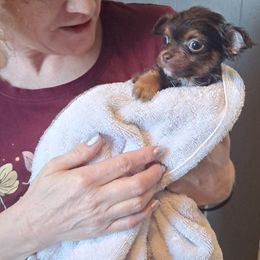 Chihuahuas and Dachshunds from Grandma’s Little Angels