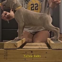 Yellow Collar - Silver gray female Weimaraner puppy in Indiana from So-IN Weimaraner's