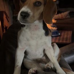 Beagles from Harris Beagles