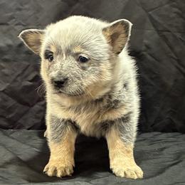 L63-03 - Blue female Australian Cattle Dog puppy in Sheridan, Oregon from 6pk Cattledogs
