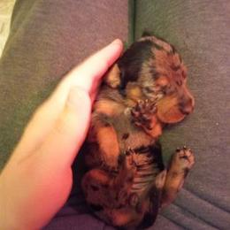 Dachshund Puppies from White River Valley Kennel
