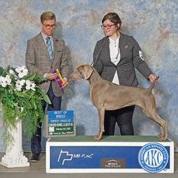 Fizz - Weimaraner