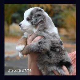 Labrador Retriever and Miniature American Shepherd Puppies from ROCK CREEK LABRADORS Pasco, WA