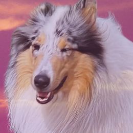 Cinder - Collie