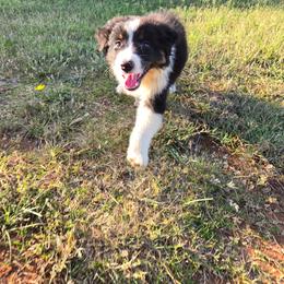Remington - Black tri-color male Australian Shepherd puppy in Abilene, Texas from S&K Aussies N' Rotties