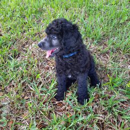 Dr blue collar - Black female Poodle puppy in Hernando, Florida from Loveablepoodles