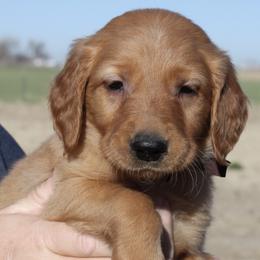 Lava Boy 4 Brown collar - Dark golden male Golden Retriever puppy in Fort Morgan, Colorado from Golden Girls Kennels, LLC