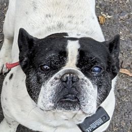 Henry - French Bulldog