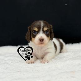 Spot - Piebald male Dachshund puppy in Nashville, Arkansas from Cuddles n Curls