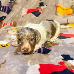 Chocolate and Tan Dapple Piebald Female Longhair - Chocolate and tan female Dachshund puppy in Cleveland, Tennessee from Kelly's Doxie Farm