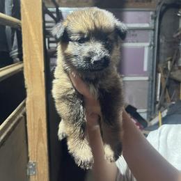 Red - Sable male German Shepherd puppy in Carbondale, Kansas from T and M Elite Europeans German Shepherds