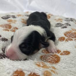 Girl 1 - Black and tan female Pembroke Welsh Corgi puppy in Barstow, California from Caldwell’s Corgis of Southern California