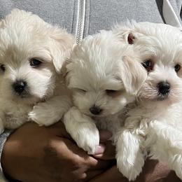 Goldendoodle, Maltipoo, and Poodle Puppies from Pawriffic Pups