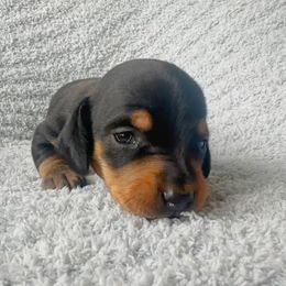 Dachshund Puppies from Carranza Puppy Farm