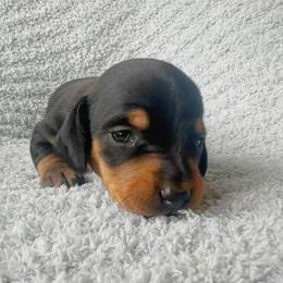 Dachshund Puppies from Carranza Puppy Farm