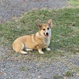 Chip - Sable male Pembroke Welsh Corgi puppy in Charleston, Arkansas from Hilltop Corgis