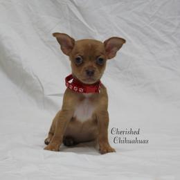 Ruby - Merle female Chihuahua puppy in Willamina, Oregon from Cherished Chihuahuas