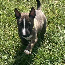 Boy 1 - Brindle male Miniature Bull Terrier puppy in Oak Forest, Illinois from Spitfire Miniature Bull Terriers