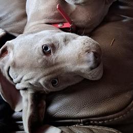 Weimaraners from Colfaidar Weimaraners