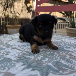 Teddy - Black and tan male Russian Toy puppy in Citrus Heights, California from Little Royal Hearts