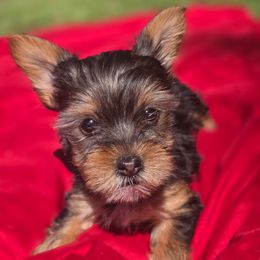 Max - Chocolate and tan male Yorkshire Terrier puppy in Diamondhead, Mississippi from Jazzy Puppy Palace