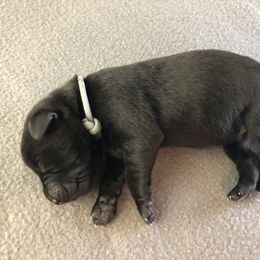 Labrador Retriever Puppies from Southtown Retrievers