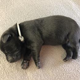 Labrador Retriever Puppies from Southtown Retrievers