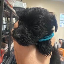 Celie - Black female Morkie puppy in Winston Salem, North Carolina from Patty’s Paws