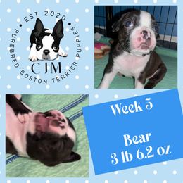 Bear - Black brindle and white male Boston Terrier puppy in Jupiter, Florida from CJM Boston and Boxer Puppies