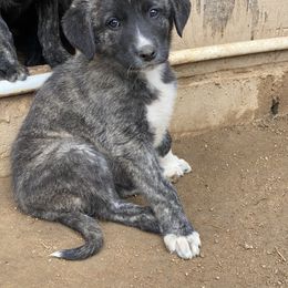 Girl 2 - Anatolian Shepherd Dog puppy in San Diego (Jamul), California from Lee Valley Scotties